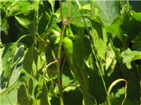 c6d56554-paprika (2).jpg